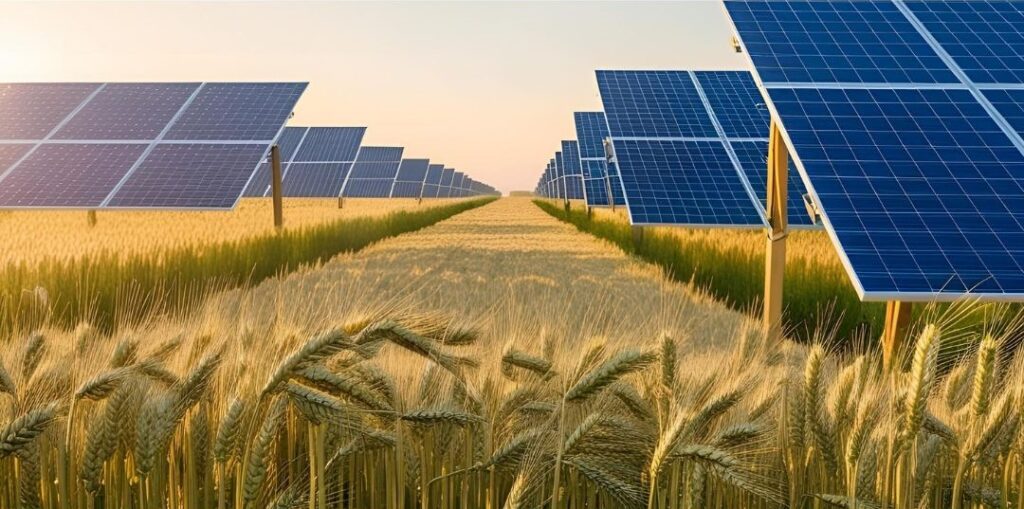 wheat crop under solar panel